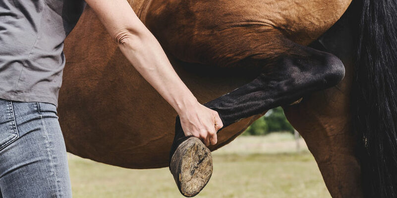 Behandeling paard door Evy