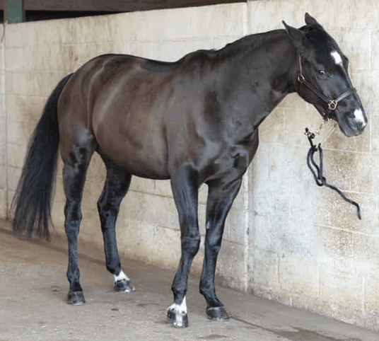 Gratis e-book paardenziektes